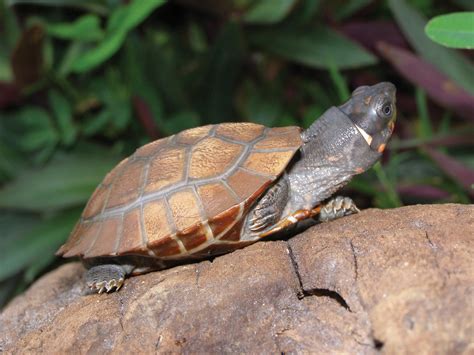 philippine forest turtle|Conservation Needs of the Critically Endangered .